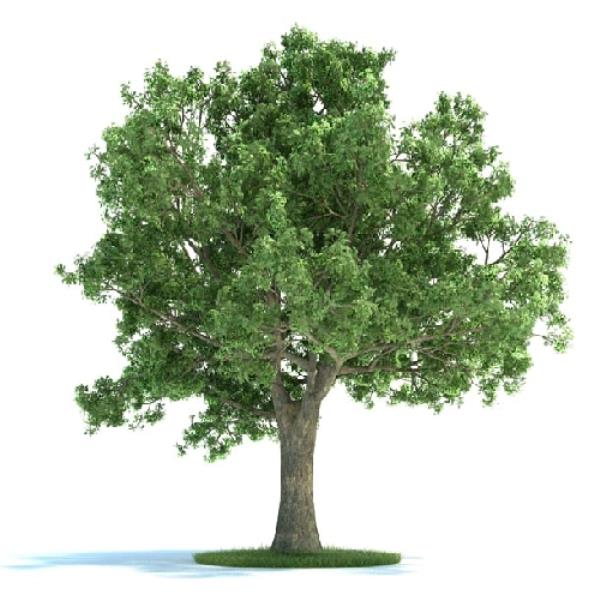 Tree - دانلود مدل سه بعدی درخت - آبجکت سه بعدی درخت - دانلود آبجکت سه بعدی درخت -دانلود مدل سه بعدی fbx - دانلود مدل سه بعدی obj -Tree 3d model free download  - Tree 3d Object - Tree OBJ 3d models - Tree FBX 3d Models